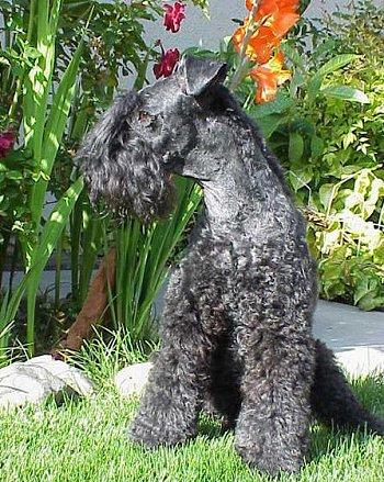 Kerry Blue Terrier photo 4