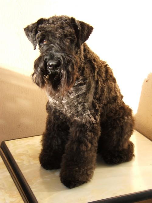 Kerry Blue Terrier