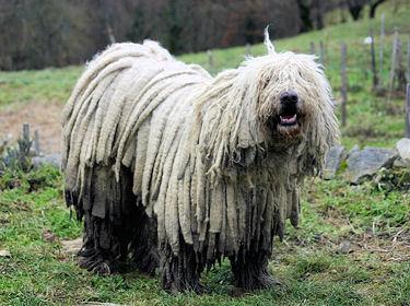 Komondor photo 2