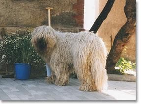 Komondor photo 3