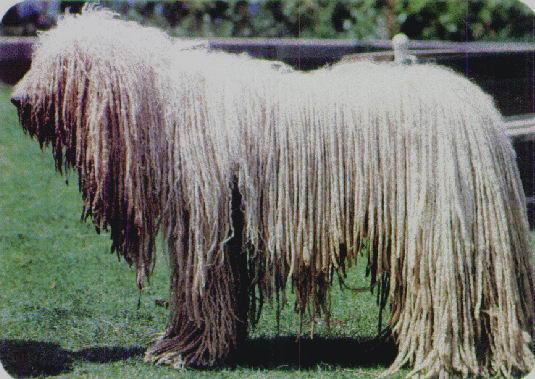 Komondor photo 4