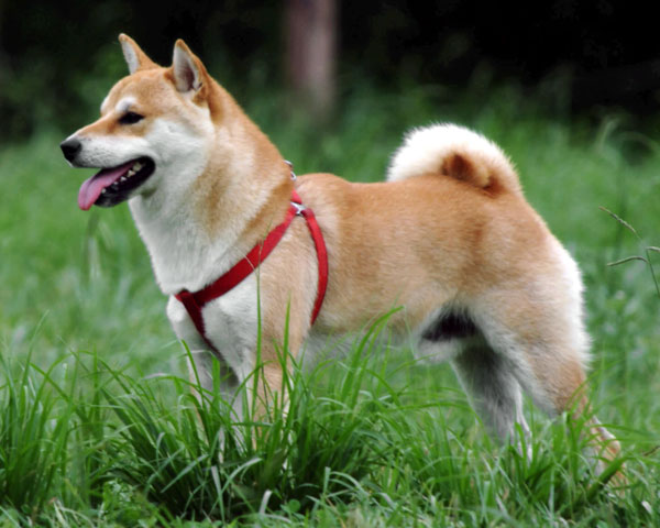 Korean Jindo photo 4