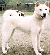 Korean Jindo