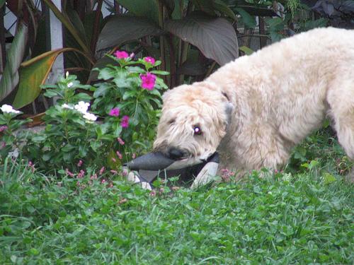 Kromfohrländer photo 4