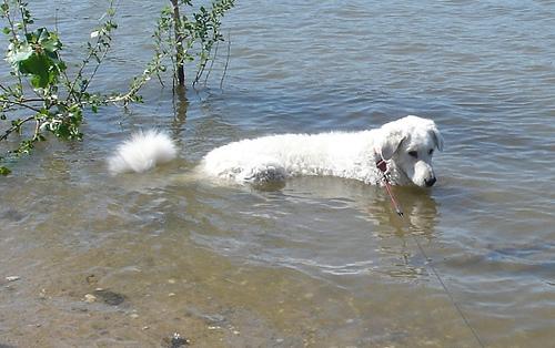 Kuvasz photo 2