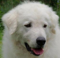 Kuvasz photo 4