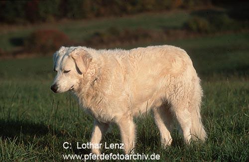 Kuvasz