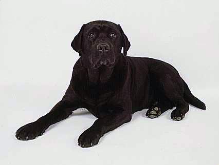 Labrador Retriever photo 2