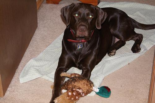 Labrador Retriever photo 3
