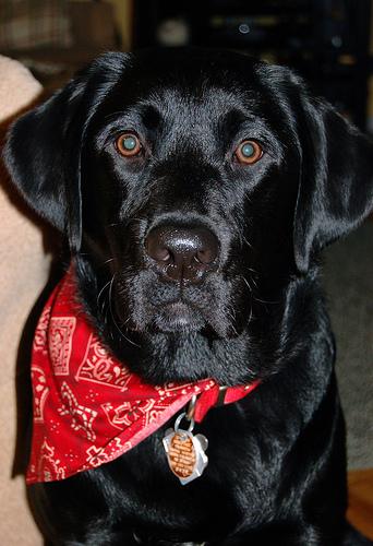 Labrador Retriever photo 4