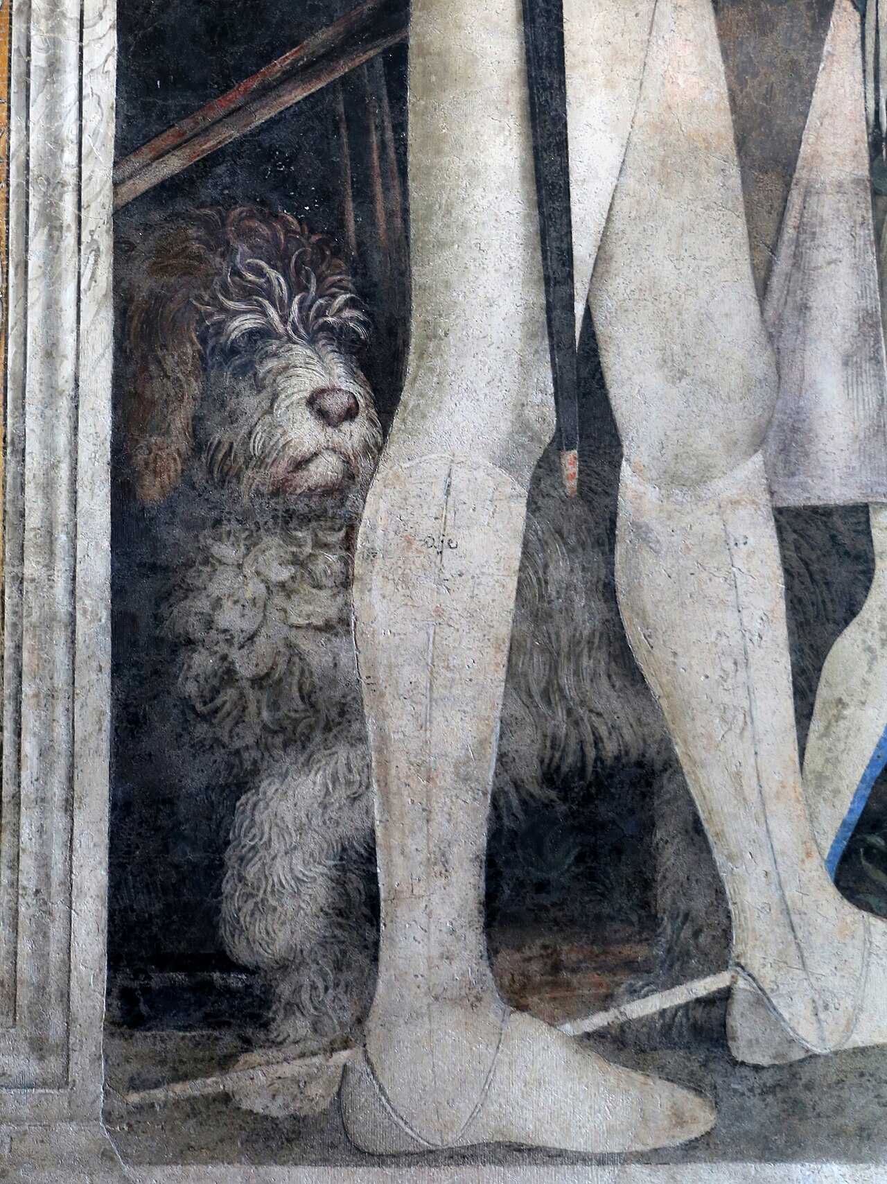 Lagotto Romagnolo photo 2