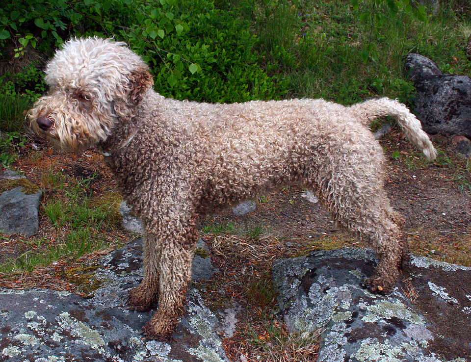 Lagotto Romagnolo photo 4