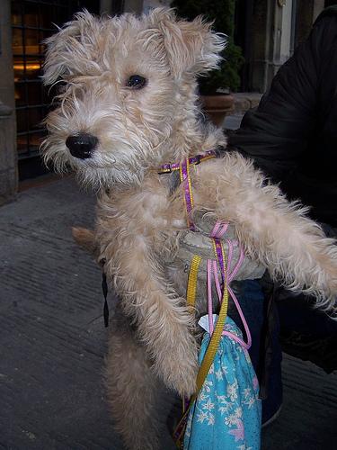 Lakeland Terrier photo 2