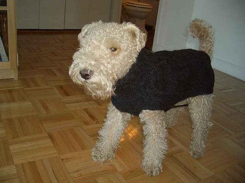 Lakeland Terrier photo 3
