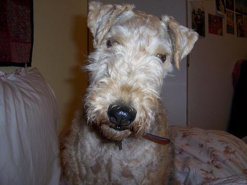 Lakeland Terrier photo 4