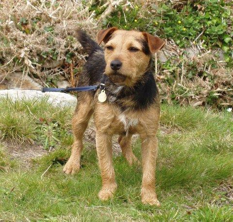 Lakeland Terrier