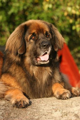 Leonberger photo 2