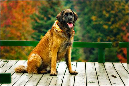 Leonberger photo 3