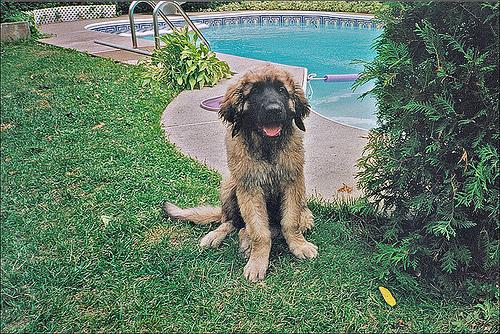 Leonberger photo 4