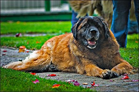 Leonberger