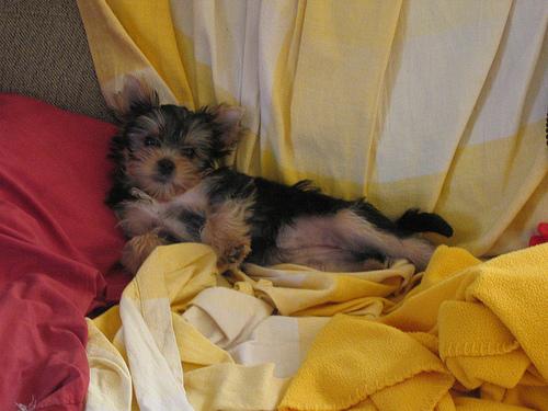 Manchester Terrier photo 2