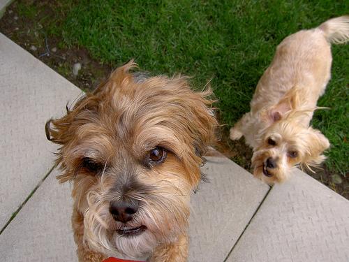 Manchester Terrier photo 3