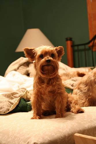 Manchester Terrier photo 4