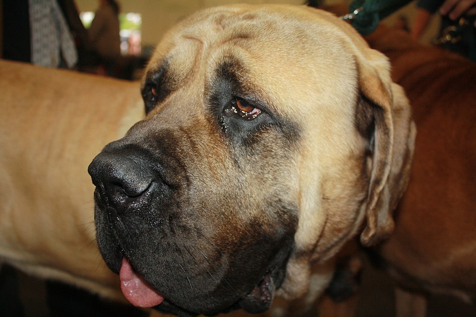 Mastiff photo 4