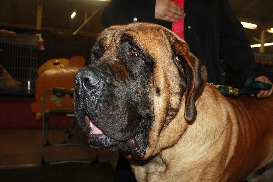 Mastiff