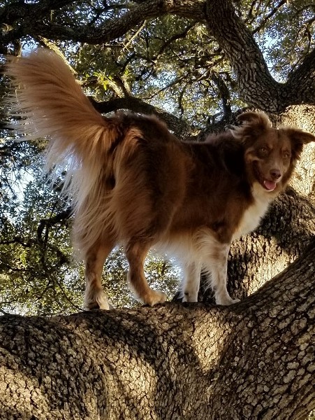 Miniature American Shepherd photo 2