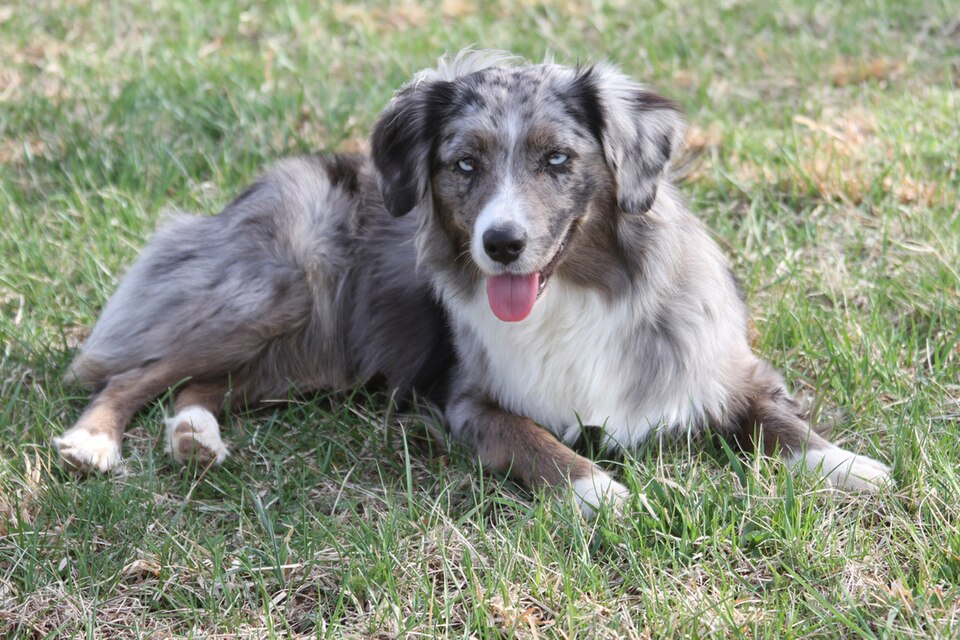 Miniature American Shepherd photo 3