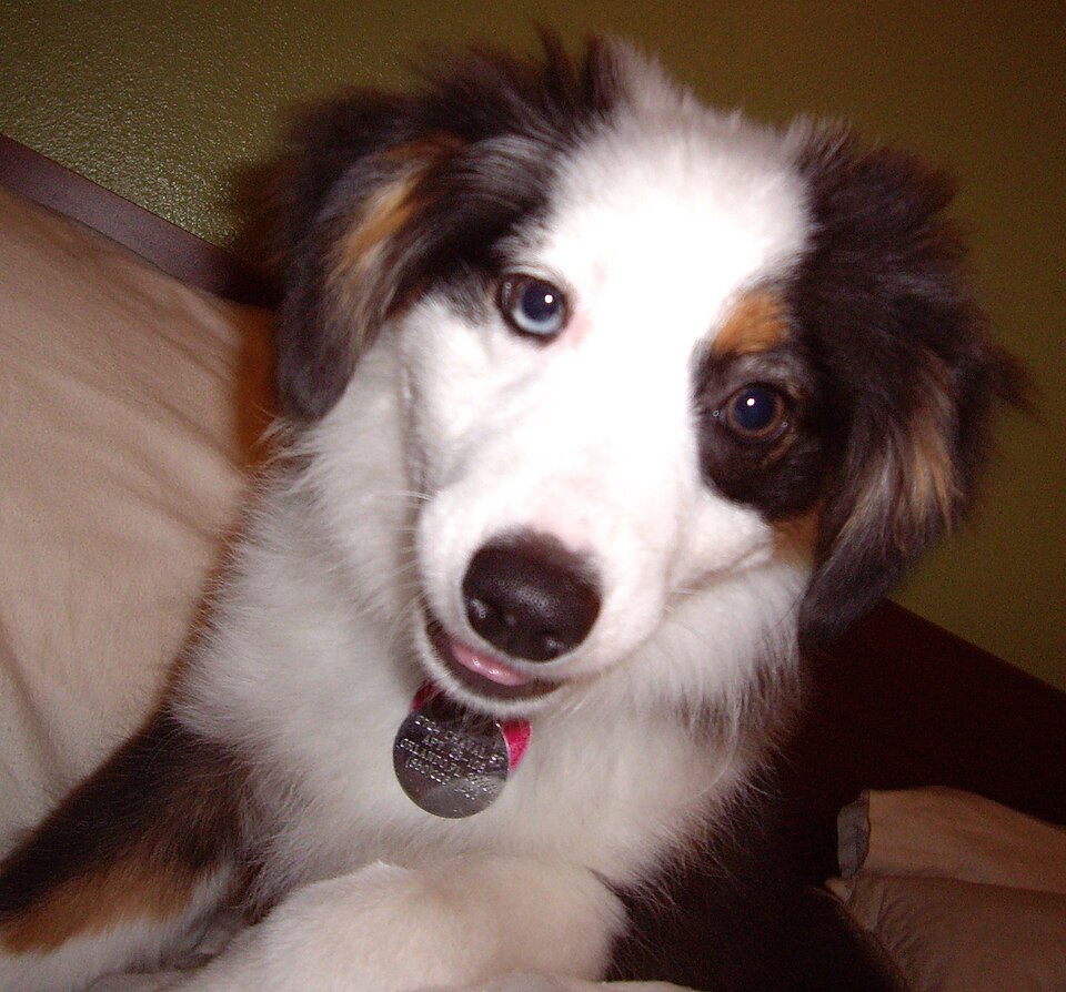 Miniature American Shepherd photo 4