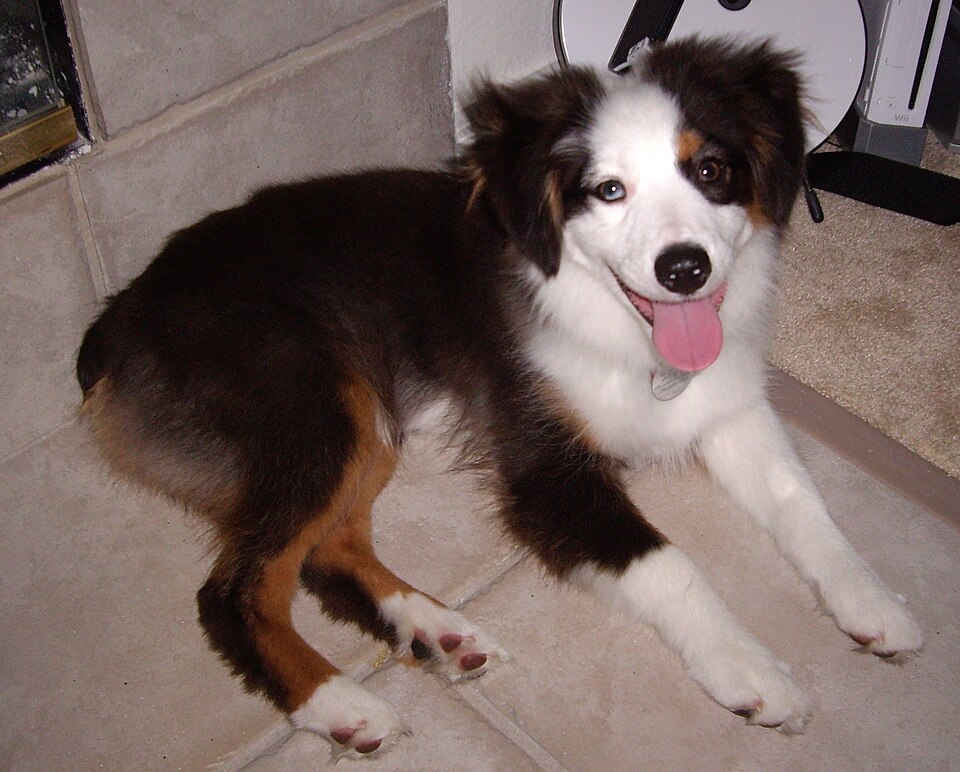 Miniature American Shepherd