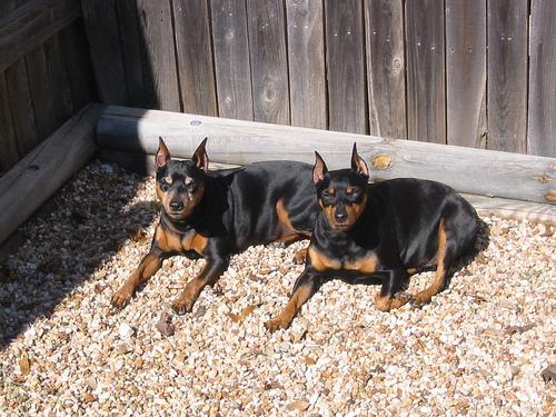 Miniature Pinscher photo 2