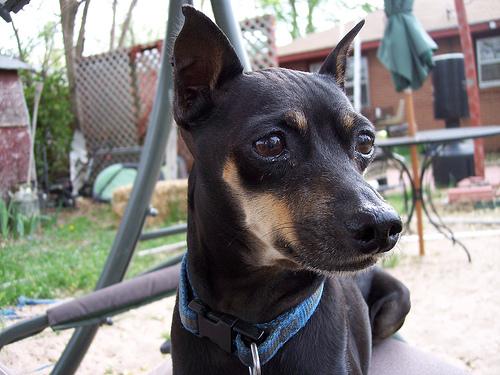 Miniature Pinscher photo 3
