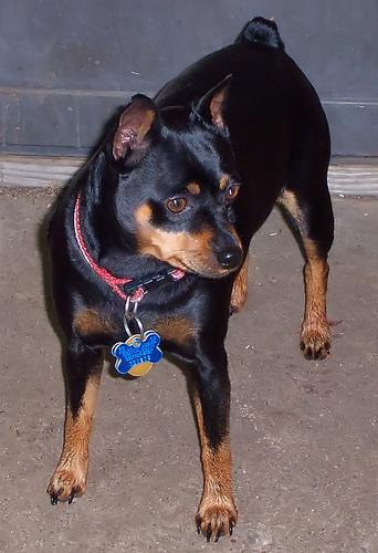 Miniature Pinscher photo 4