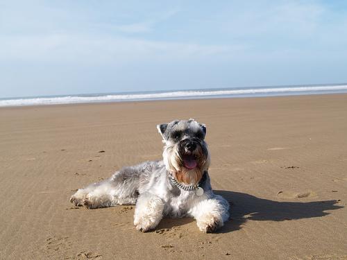 Miniature Schnauzer photo 2