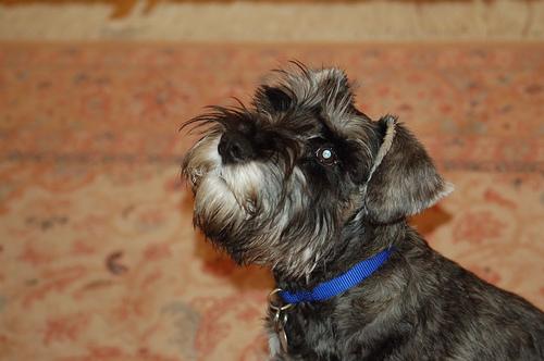 Miniature Schnauzer photo 3