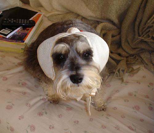 Miniature Schnauzer photo 4