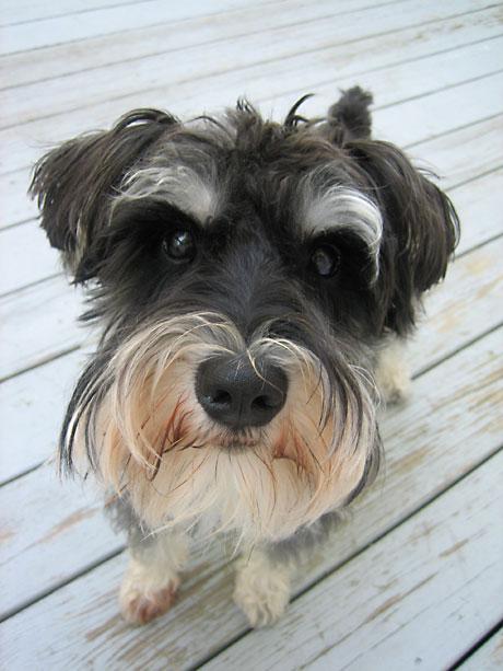 Miniature Schnauzer
