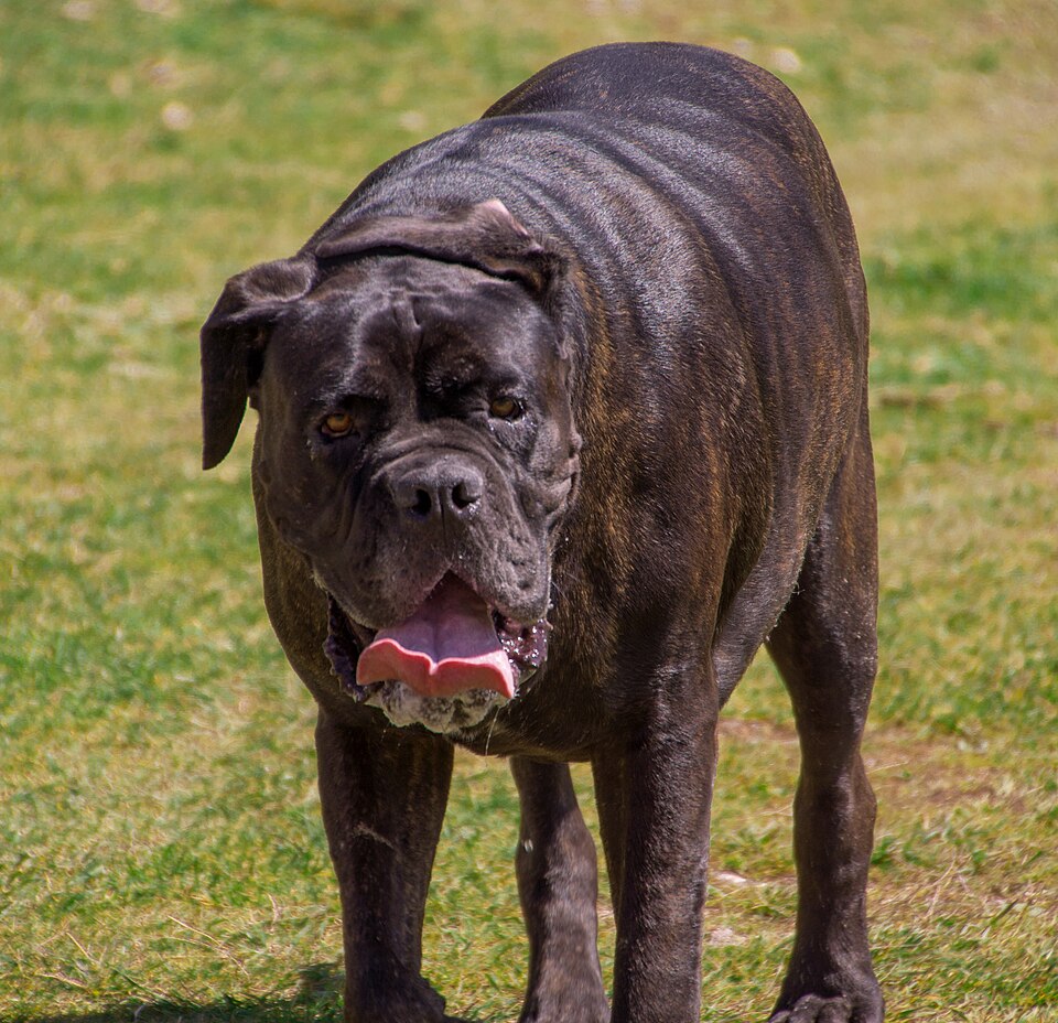 Neapolitan Mastiff photo 2
