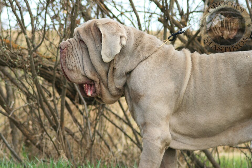 Neapolitan Mastiff photo 3