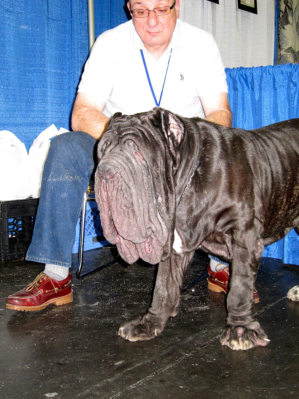 Neapolitan Mastiff photo 4