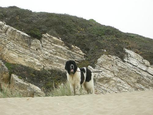 Newfoundland photo 3