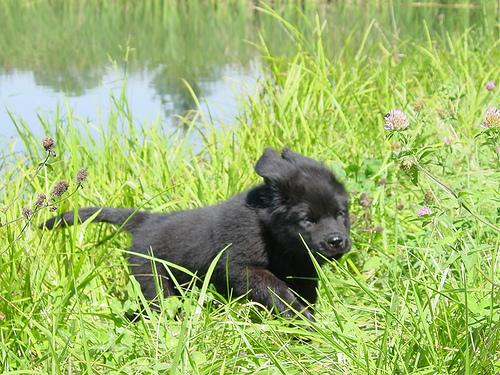 Newfoundland photo 4