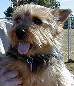 Norfolk Terrier photo 2