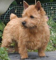 Norfolk Terrier photo 3
