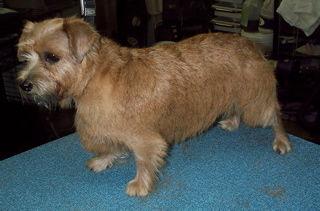 Norfolk Terrier photo 4