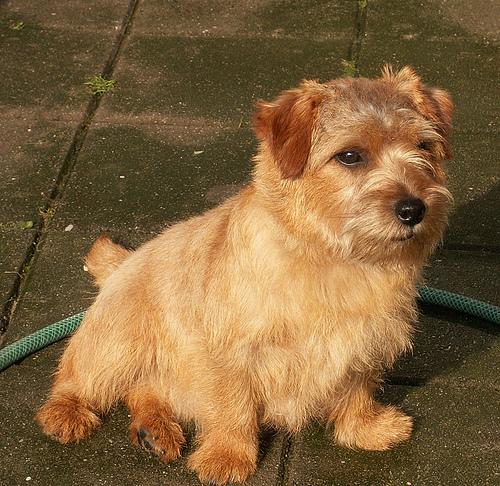 Norfolk Terrier