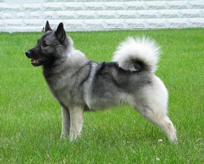 Norwegian Elkhound photo 2